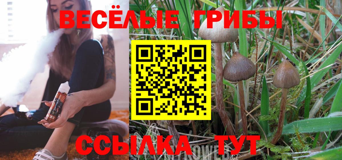 Псилоцибиновые грибы Psilocybe Невинномысск